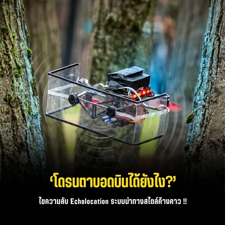 สร้างโดรนค้างคาว! ระบบ Echolocation บินหลบหลีกในที่มืด